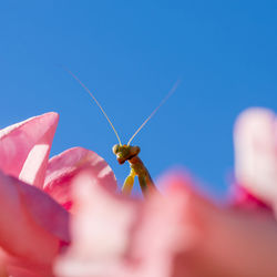 Green praying mantis poking its head out from behind a pink rose