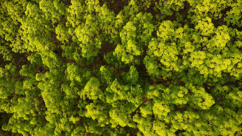 Full frame shot of green plants