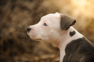 Close-up of dog looking away