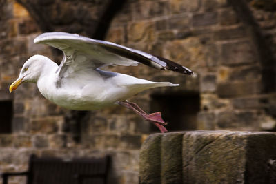 Bird flying against wall