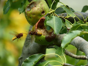 Close-up of bee on plant