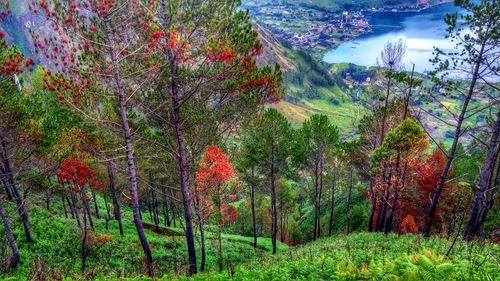 Scenic view of forest