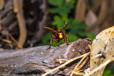 Close-up of insect on wood