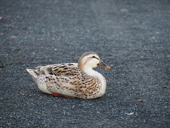 High angle view of mallard duck on road