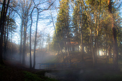 Trees in forest