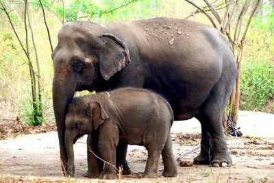 Elephant standing by tree