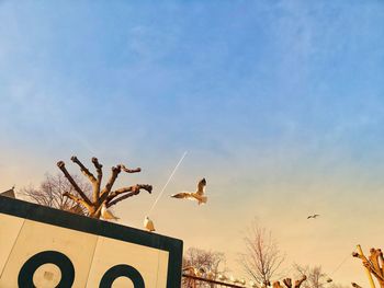 Low angle view of birds on building against sky