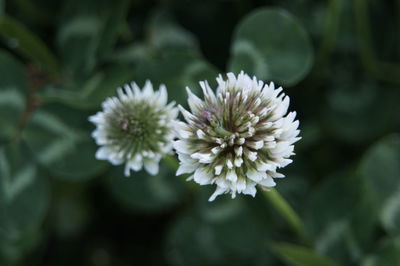 Close-up of white flowering plant