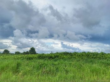 Scenic view of field against sky