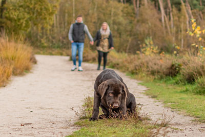 Portrait of a brown labrador puppy on a sandy path in a forest. man and woman are faintly visible.