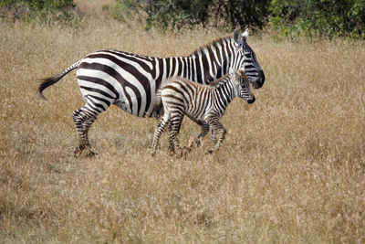 Side view of zebras running on field
