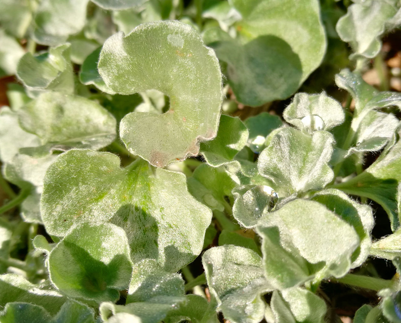 Beauty In Nature Close-up Focus On Foreground Full Frame Green Color Growth Leaf Leaves Plant Part Selective Focus Water Drops On Leaves