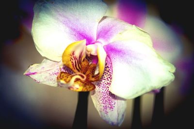 Close-up of flower blooming outdoors