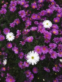 High angle view of flowers blooming outdoors