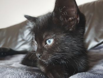 Close-up portrait of cat at home