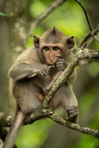 Baby long-tailed macaque on branch gnawing twig