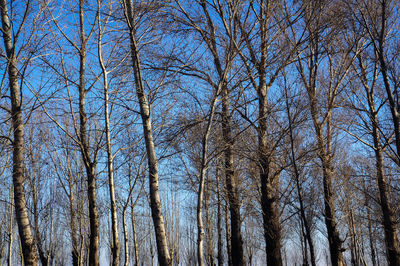 Low angle view of bare trees in forest