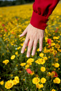 Close-up of hand touching yellow flowers on field