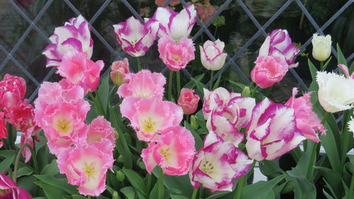 Close-up of pink flowers blooming outdoors