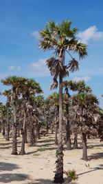 View of palm trees against sky