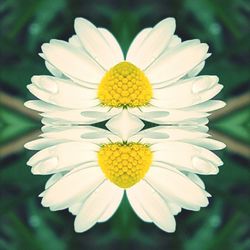 Close-up of white daisy flowers