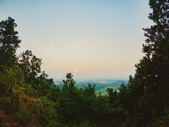 Scenic view of forest against sky during sunset