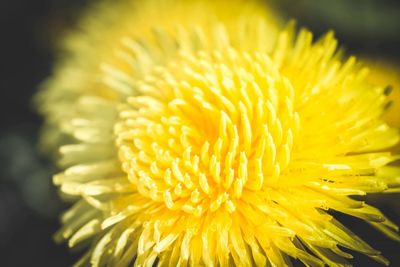 Close-up of yellow flower