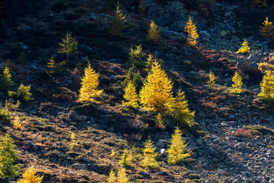 High angle view of autumn trees in forest