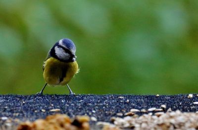 Close-up of bird perching