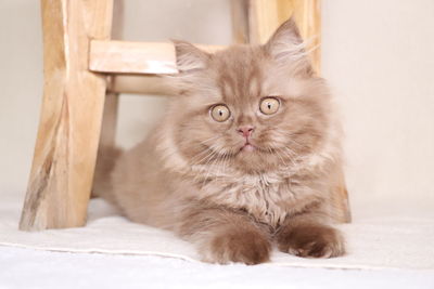 Portrait of cat sitting on floor