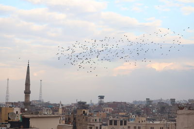 Birds flying in city against sky