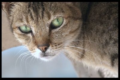 Close-up portrait of cat