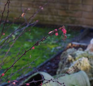 Close-up of plants against blurred water