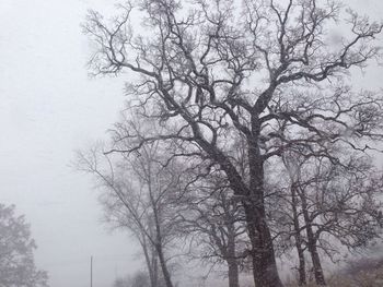 Low angle view of bare trees against sky