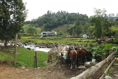 Cows grazing on field