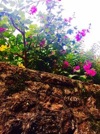 Low angle view of flower trees against sky