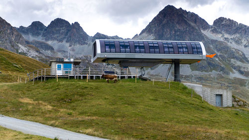 Cow near chairlift - mucca vicino seggiovia