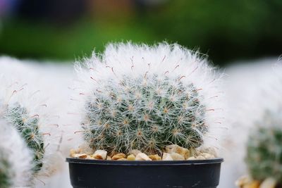 Close-up of cactus plant