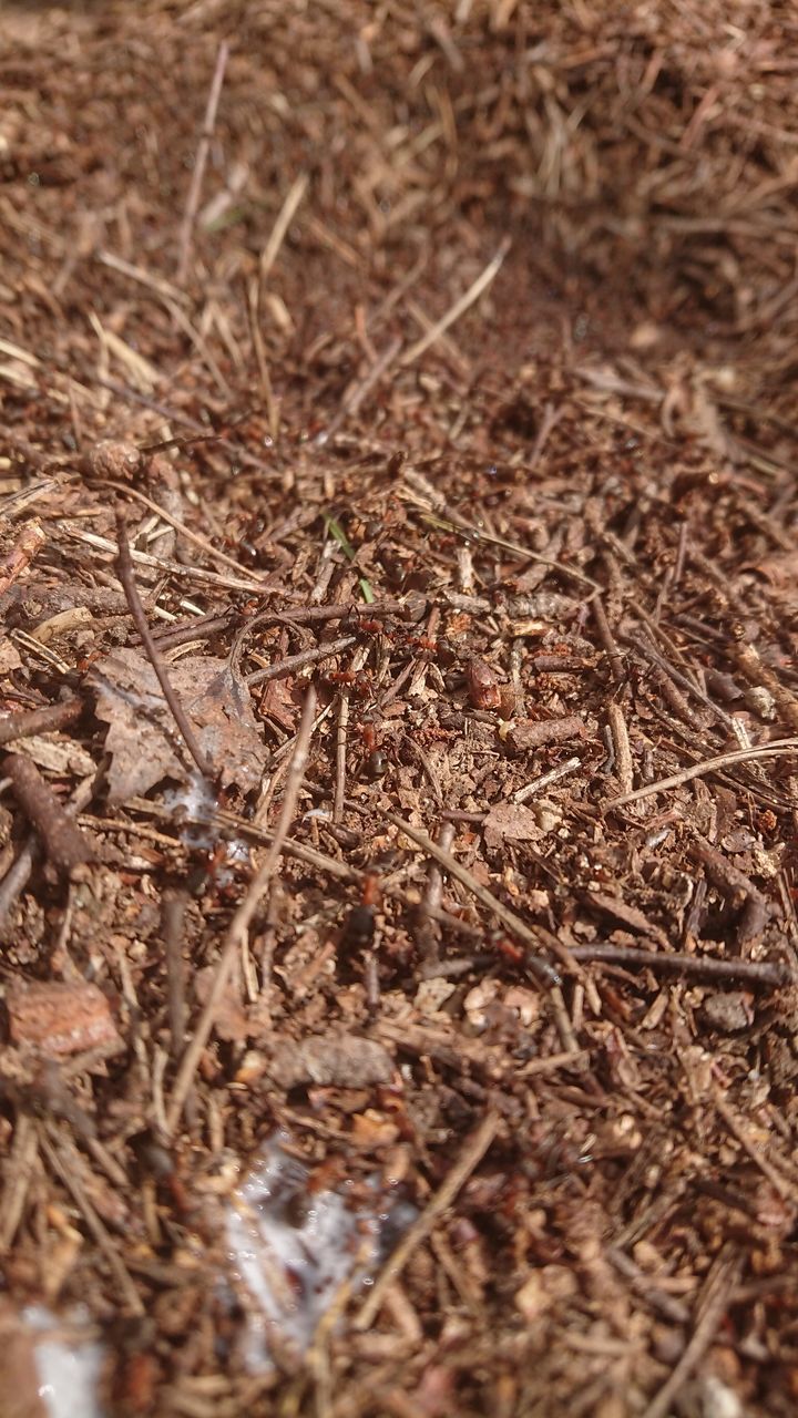 CLOSE-UP OF DRIED PLANTS ON FIELD