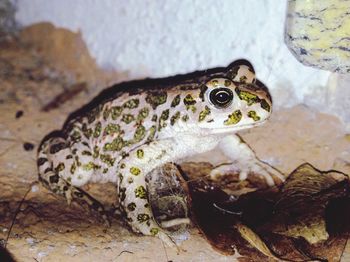 Close-up of frog