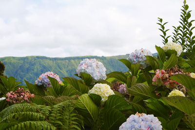 Close-up of flowering plants against cloudy sky