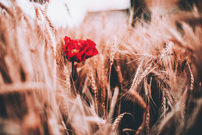 Close-up of red poppy in field