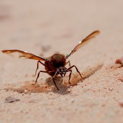 Close-up of insect