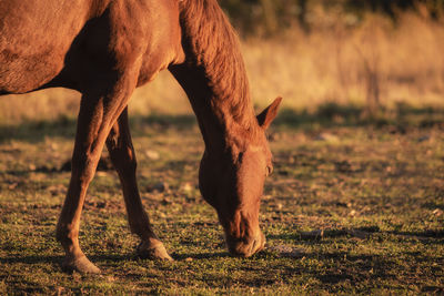 Horse grazing in a field