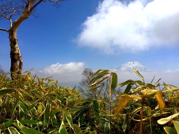 Low angle view of plants against cloudy sky