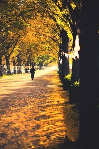 Footpath amidst trees