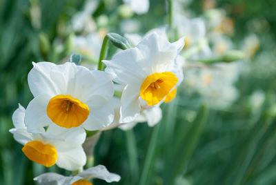 Close-up of yellow daffodil flowers