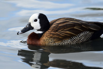 Close-up of duck swimming on lake