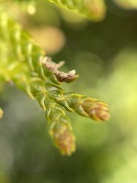 Close-up of flower buds growing outdoors