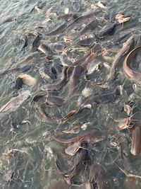 High angle view of fishes swimming in lake